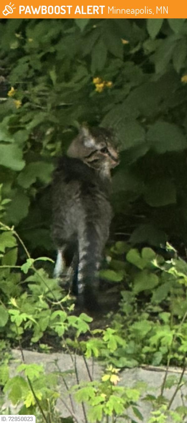 Found/Stray Unknown Cat last seen Como Ave SE, Minneapolis, MN 55414