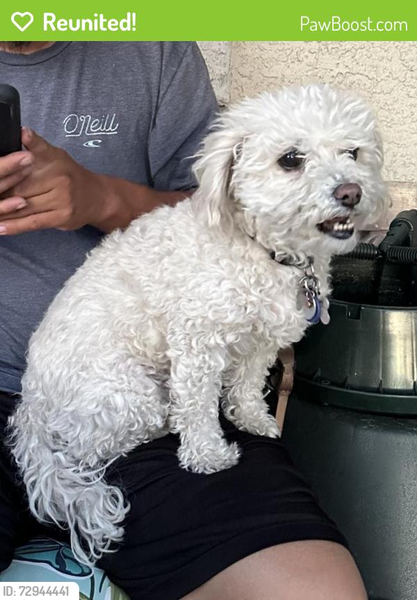 Reunited Female Dog last seen Boulder Hwy and Tropicana , Whitney, NV 89121