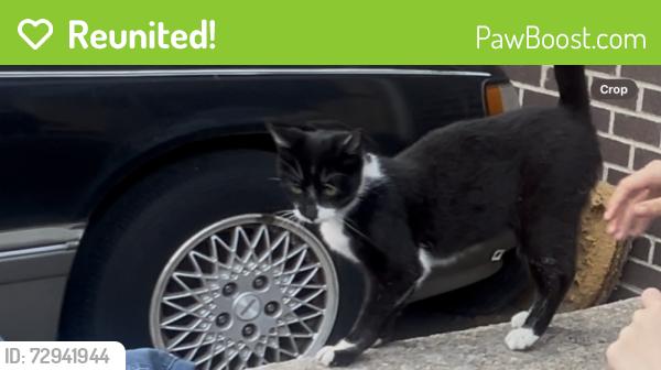 Reunited Female Cat last seen She cross the street from the street from New York prebystein hosp, Queens, NY 11355