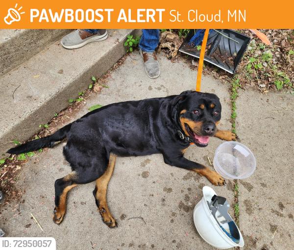 Found/Stray Female Dog last seen Riverside dr ne st cloud , St. Cloud, MN 56304