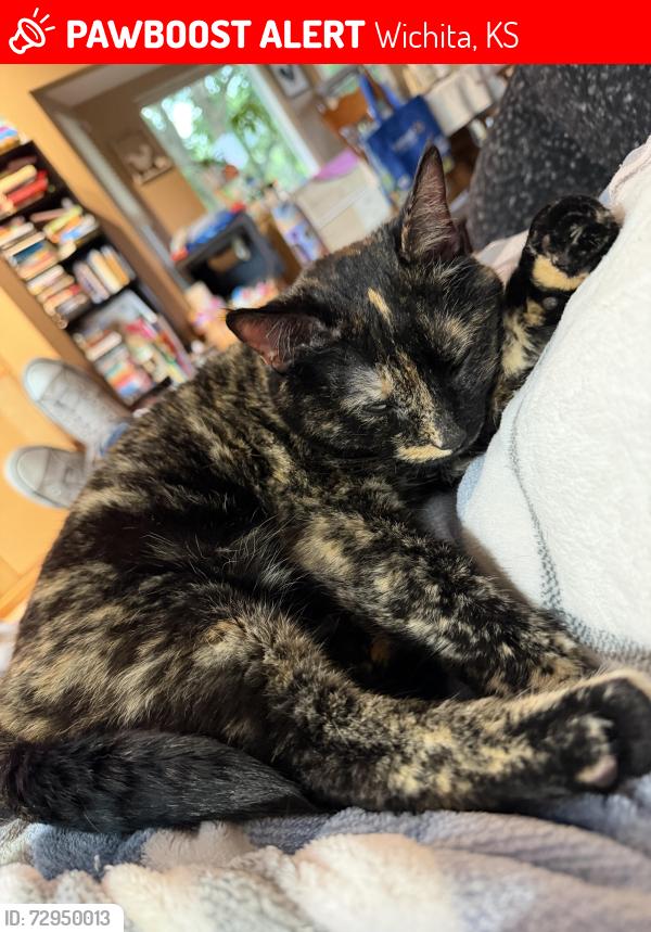 Lost Female Cat last seen Pawnee & Maize near Pawnee Prairie, Wichita, KS 67209