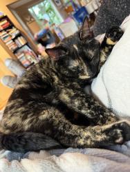 Lost Female Cat last seen Pawnee & Maize near Pawnee Prairie, Wichita, KS 67209