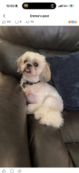 Lost Male Dog last seen Nazarene Church, Visalia, CA 93277