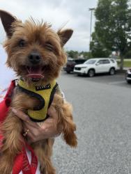 Reunited Male Dog last seen Beaver Ridge dr and Bethelview Rd, Forsyth County, GA 30040