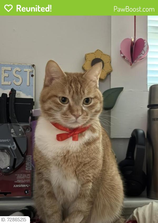Reunited Male Cat last seen  E 8th avenue , commercial Dr, commercial broadway sky train, Vancouver, BC V5N 1T5