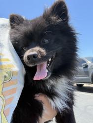 Found/Stray Male Dog last seen East Ave I 15th St, Lancaster, CA 93535
