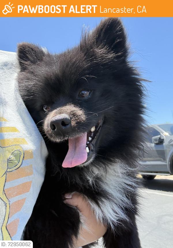 Found/Stray Male Dog last seen East Ave I 15th St, Lancaster, CA 93535