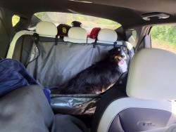 Reunited Male Dog last seen In bushes of chipotle, Portland, OR 97220
