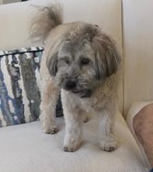 Lost Male Dog last seen  Byers and Merrick, Fort Worth, TX 76107