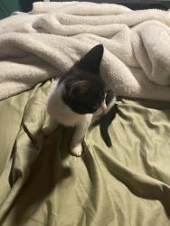 Lost Male Cat last seen Near Randall Blvd, Naples, FL 34120