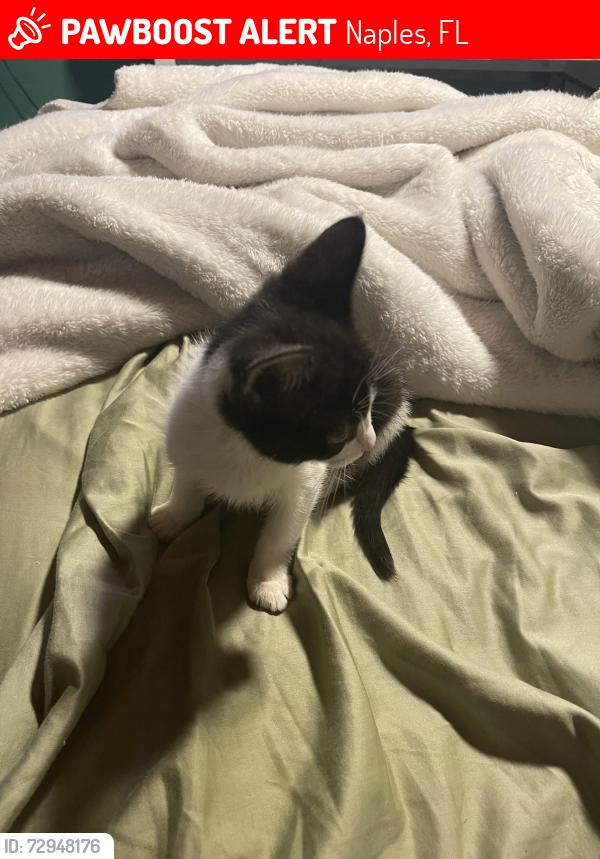 Lost Male Cat last seen Near Randall Blvd, Naples, FL 34120