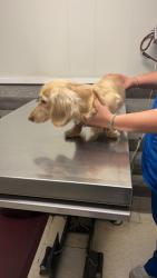 Lost Male Dog last seen Bethania rural hall road at the roundabout, Rural Hall, NC 27045