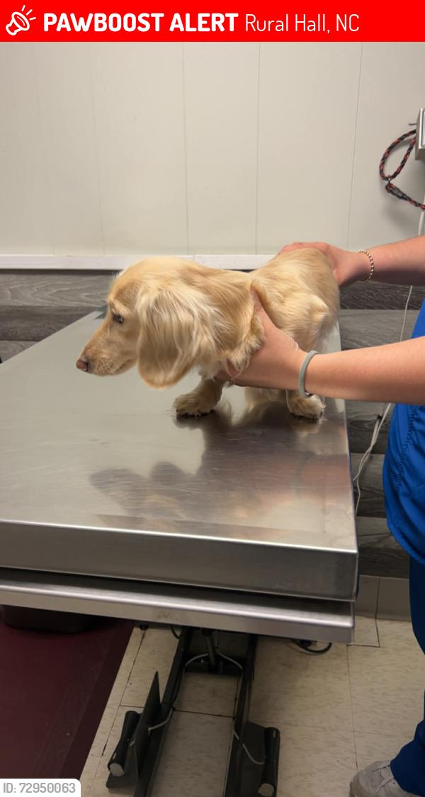 Lost Male Dog last seen Bethania rural hall road at the roundabout, Rural Hall, NC 27045