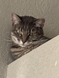 Reunited Female Cat last seen Bloom Street, Boise, ID 83703