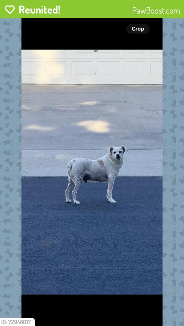 Reunited Male Dog last seen Marsala Way, Modesto, CA 95356, USA, Modesto, CA 95356