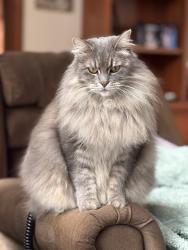 Reunited Female Cat last seen Barnett Valley Road, West End, Sonoma County, CA 95472