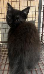 Shelter Stray Male Cat last seen Near Grandover Drive, RALEIGH, NC, 27610, Raleigh, NC 27610