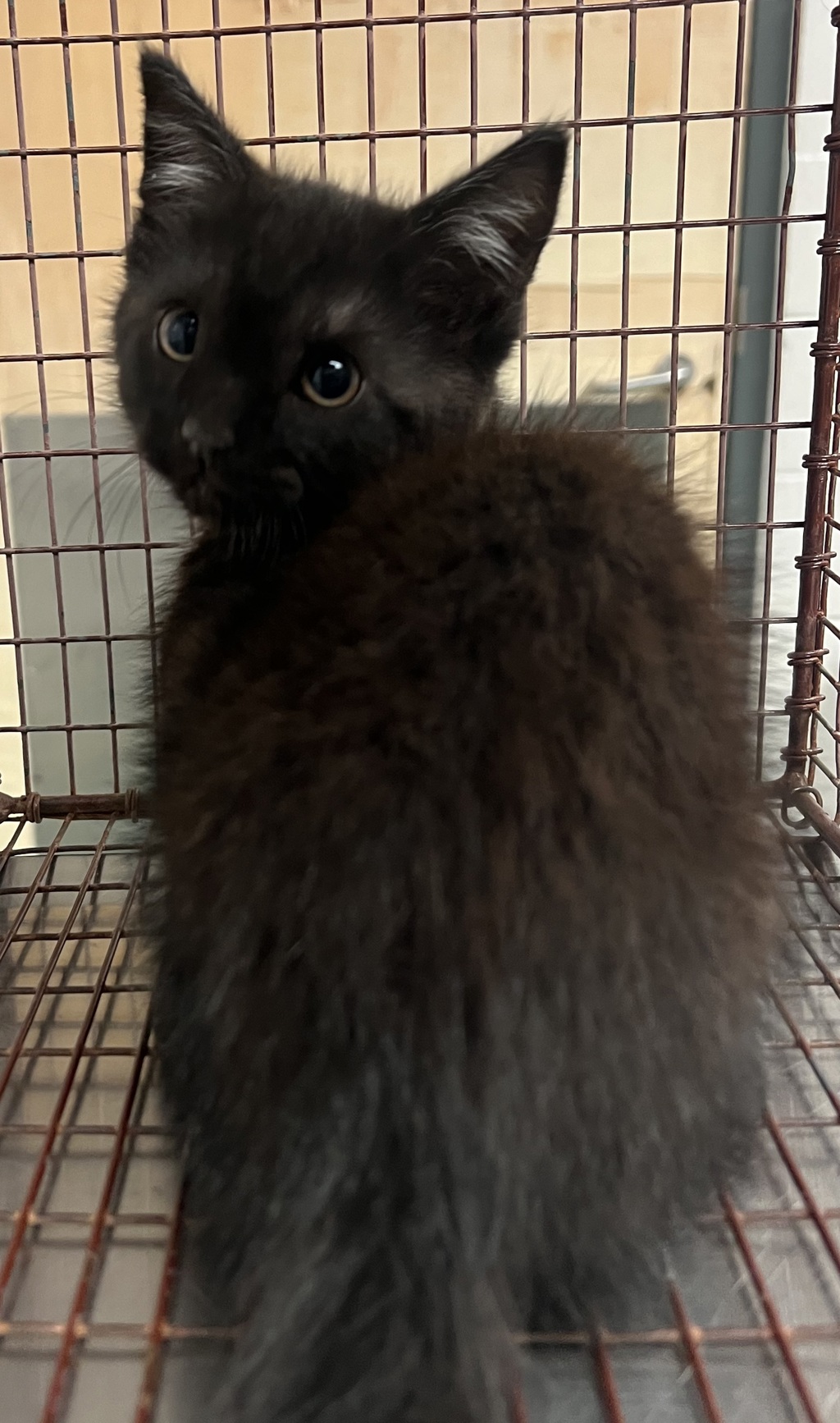 Shelter Stray Male Cat last seen Near Grandover Drive, RALEIGH, NC, 27610, Raleigh, NC 27610