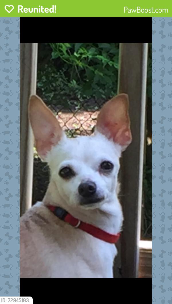 Reunited Female Dog last seen Belleview Ave , Kenwood Road  - near ymca blue ash trails, Cincinnati, OH 45242