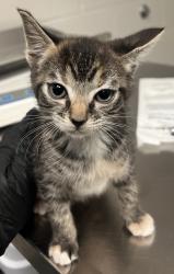 Shelter Stray Female Cat last seen Folk Lane, RALEIGH, NC, 27610, Raleigh, NC 27610