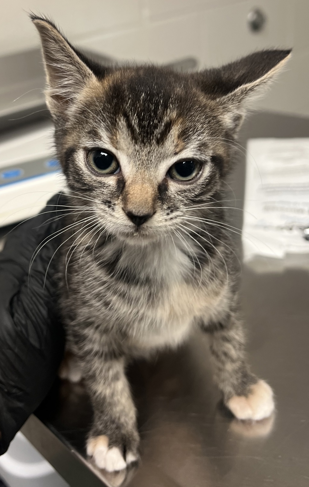 Shelter Stray Female Cat last seen Folk Lane, RALEIGH, NC, 27610, Raleigh, NC 27610