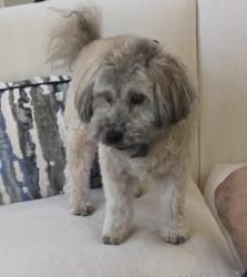 Lost Male Dog last seen Merrick & Byers, Fort Worth, TX 76107