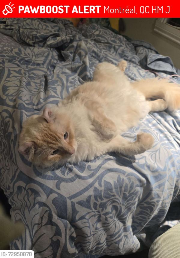 Lost Male Cat last seen By a red hse, with a red gate. in the hse., Montréal, QC H3M 1J2