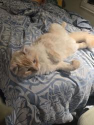 Lost Male Cat last seen By a red hse, with a red gate. in the hse., Montréal, QC H3M 1J2