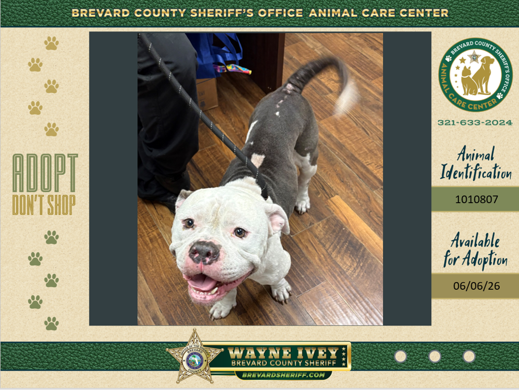 Shelter Stray Male Dog last seen Near White Sands Drive, TITUSVILLE, FL, 32780, Melbourne, FL 32934