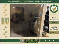 Shelter Stray Male Cat last seen Near brockett Road, MIMS, FL, 32754, Melbourne, FL 32934