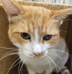 Shelter Stray Male Cat last seen N Gravenstein and N Russet, PORTLAND, OR, 97217, Troutdale, OR 97060
