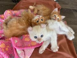 Shelter Stray Male Cat last seen Burroughs Street, San Diego, CA, 92111, San Diego, CA 92110
