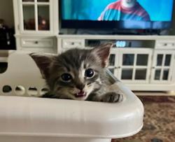 Shelter Stray Female Cat last seen Near Preece Street, San Diego, CA, 92111, San Diego, CA 92110