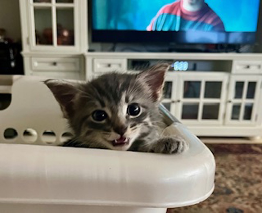 Shelter Stray Female Cat last seen Near Preece Street, San Diego, CA, 92111, San Diego, CA 92110
