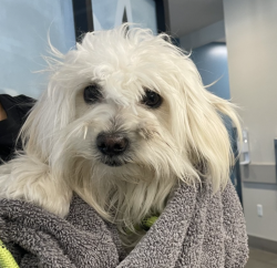 Shelter Stray Female Dog last seen Near Domer Road, Santee, CA, 92071, El Cajon, CA 92020