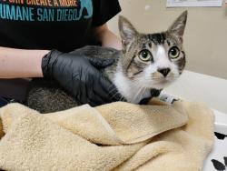 Shelter Stray Male Cat last seen Near W California Avenue, Vista, CA, 92083, Oceanside, CA 92058