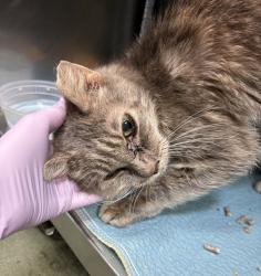 Shelter Stray Female Cat last seen W 164th Street, NEW YORK, NY, 10032, New York, NY 10029