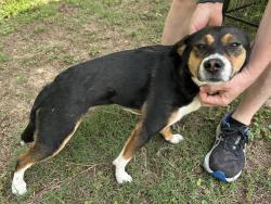 Reunited Female Dog last seen Fort Bragg Corregidor , Fayetteville, NC 28307