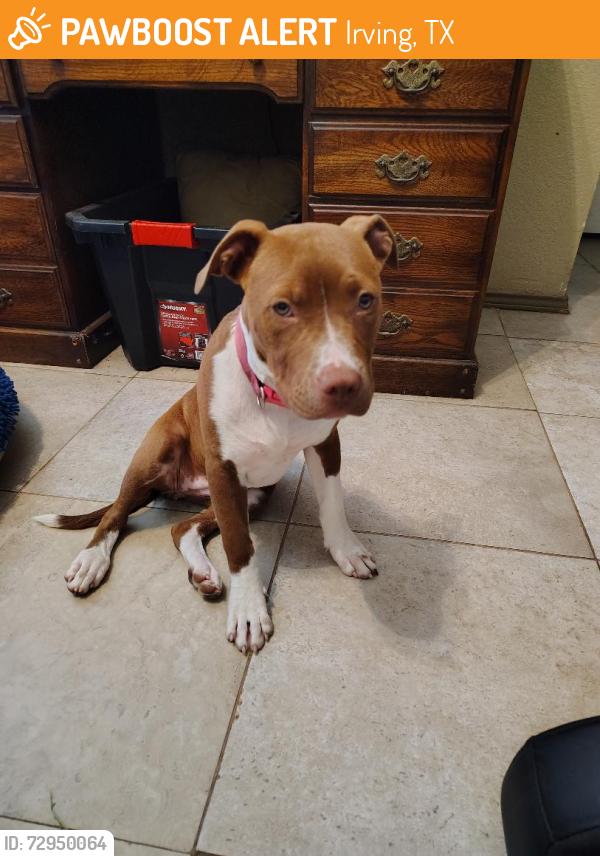 Found/Stray Female Dog last seen Irving Heights and Landmark, Irving, TX 75060