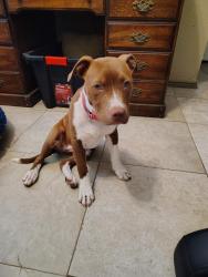 Found/Stray Female Dog last seen Irving Heights and Landmark, Irving, TX 75060