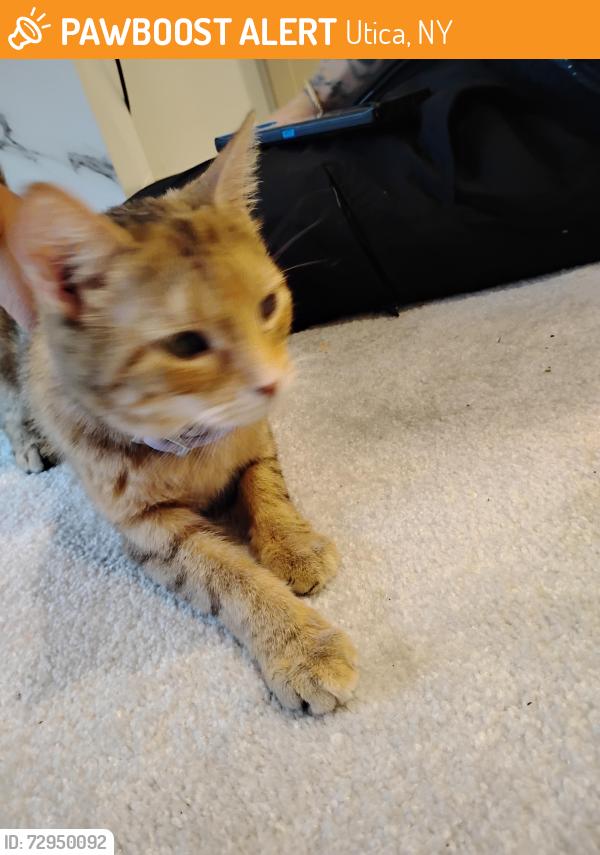Found/Stray Unknown Cat last seen At art space playground , Utica, NY 13501