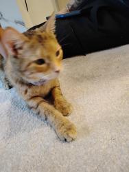 Found/Stray Unknown Cat last seen At art space playground , Utica, NY 13501