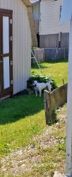 Reunited Male Dog last seen 1st Avenue and 4th Street, Altoona PA, Altoona, PA 16602