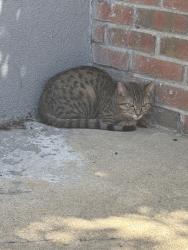 Found/Stray Unknown Cat last seen 18th and tasker, Philadelphia, PA 19145