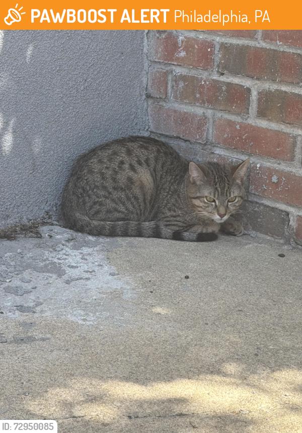 Found/Stray Unknown Cat last seen 18th and tasker, Philadelphia, PA 19145