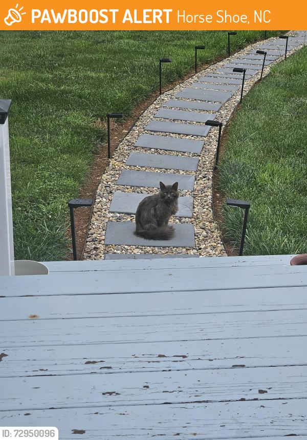 Found/Stray Unknown Cat last seen Pine View Drive, Horse Shoe,  NC, Horse Shoe, NC 28759