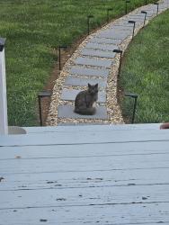 Found/Stray Unknown Cat last seen Pine View Drive, Horse Shoe,  NC, Horse Shoe, NC 28759
