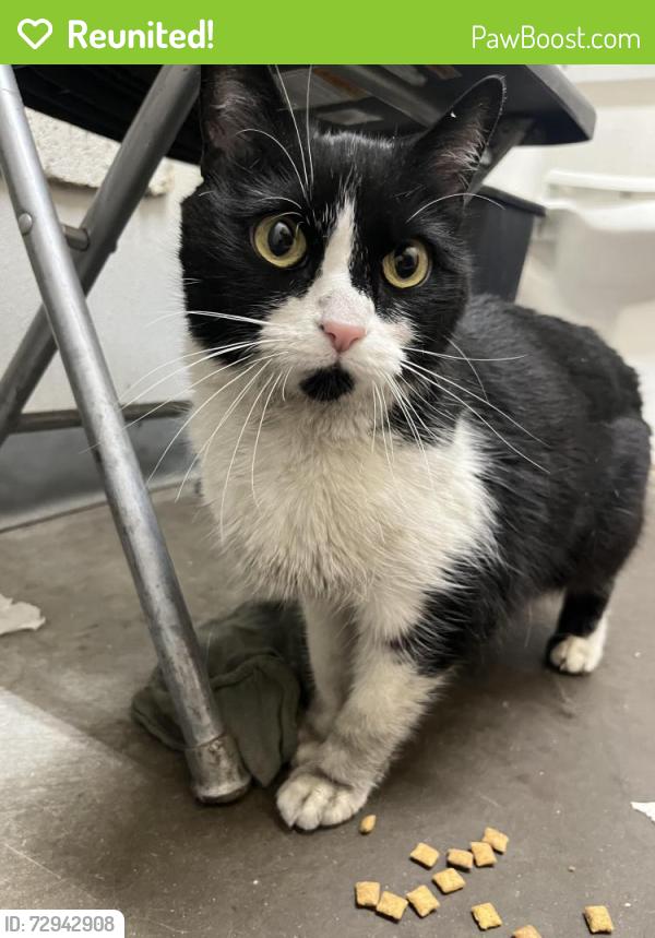 Reunited Unknown Cat last seen AAMCO Transmission, Mason/Horsetooth. Also might have come from Wellington, Fort Collins, CO 80525