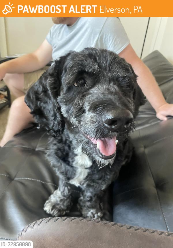 Found/Stray Male Dog last seen Chestnut street near Hopewell lake, Elverson, PA 19520