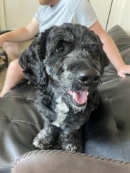 Found/Stray Male Dog last seen Chestnut street near Hopewell lake , Elverson, PA 19520